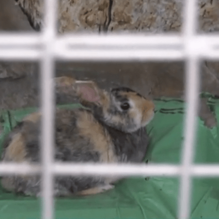 Θεσσαλονίκη: Πήρε ζευγάρι κουνελιών και έγιναν 27 - Μέσα σε διαμέρισμα 60τ.μ.