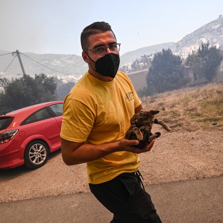 Ανοιχτός σταθμός πυρόπληκτων ζώων στο Γαλάτσι- Οδηγίες για τα εγκλωβισμένα 