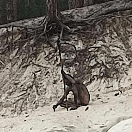 «Λυκάνθρωπος» ερημίτης εντοπίστηκε σε γερμανικά βουνά- Γυμνός και με δόρυ στο χέρι