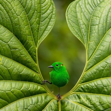 Οι νικητές των φωτογραφικών βραβείων Bird Photographer of The Year 2023