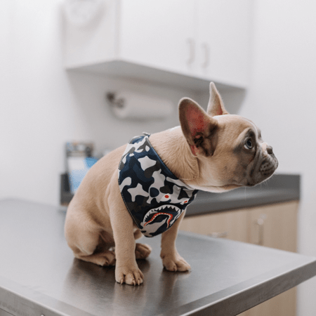 Αντιεμβολιαστικό κίνημα και στους κηδεμόνες σκύλων- Κίνδυνος για ασθένειες