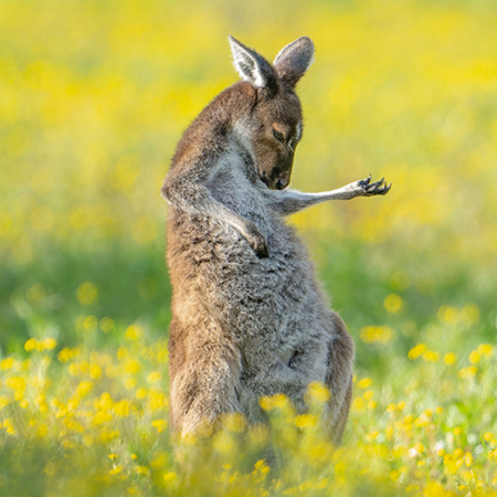 Comedy Wildlife Photography Awards: Τα ζώα στις καλύτερές του πόζες