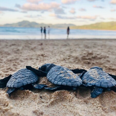 Φθιώτιδα: Nεκρές θαλάσσιες χελώνες ξεβράστηκαν σε παραλίες