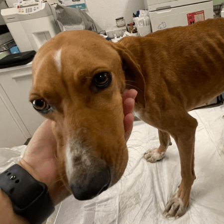 Χαλκιδική: Νέα καταγγελία για κακοποίηση σκύλου- Έδεσαν σύρμα στην κοιλιά του ζώου