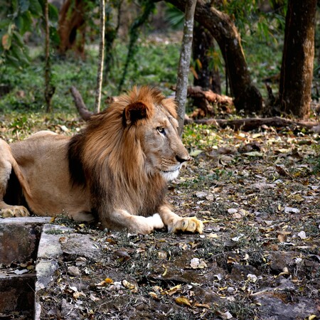 Ιταλία: Λιοντάρι δραπέτευσε από τσίρκο και κυκλοφορεί ελεύθερο