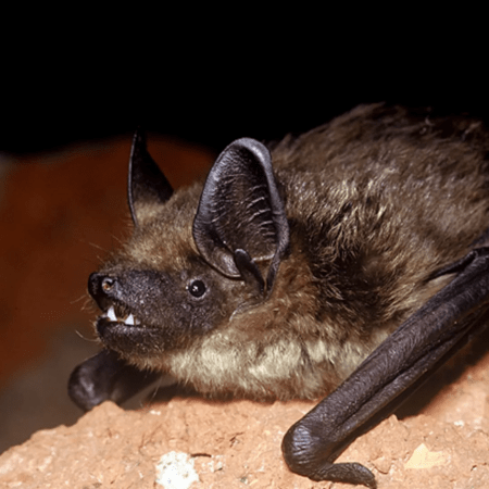 Είδος νυχτερίδας χρησιμοποιεί το πέος της με παράξενο τρόπο κατά την επαφή
