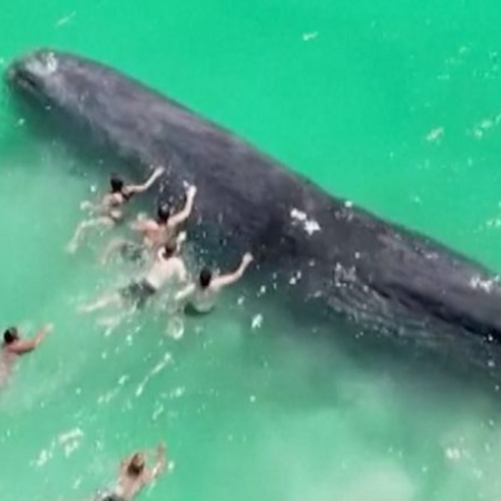 Πέθανε η φάλαινα που είχε βγει σε ακτή της Αυστραλίας 