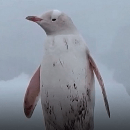 Σπάνιος λευκός πιγκουίνος καταγράφηκε στην Ανταρκτική