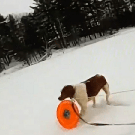 Σκύλος βοήθησε στη διάσωση του κηδεμόνα του από παγωμένη λίμνη