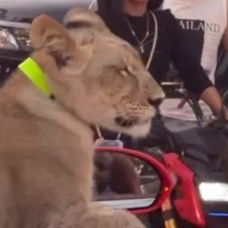 Κυκλοφόρησε στους δρόμους με ένα λιοντάρι- Πλέον κινδυνεύει με φυλάκιση