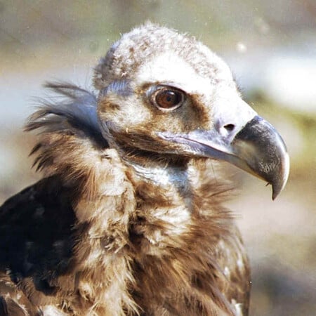 Μαυρόγυπες επέστρεψαν στην ανατολική Ροδόπη μετά από 31 χρόνια