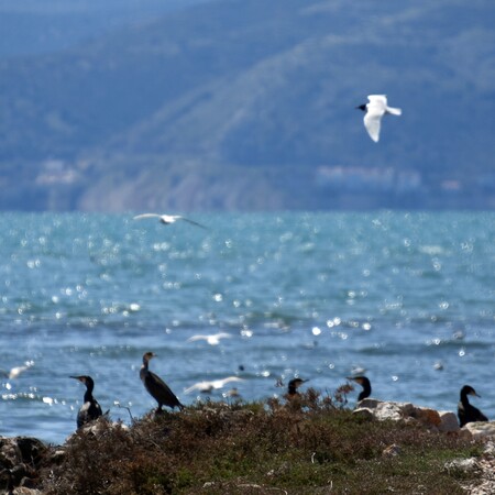 Γαλλία: Εκατοντάδες νεκρά θαλασσοπούλια στις ακτές