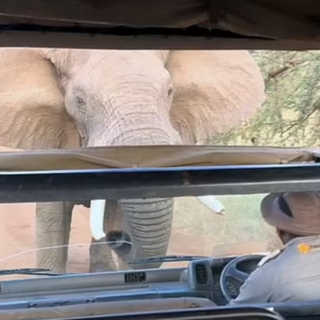 Άγριος ελέφαντας προσπαθεί να αναποδογυρίσει τουριστικό λεωφορείο