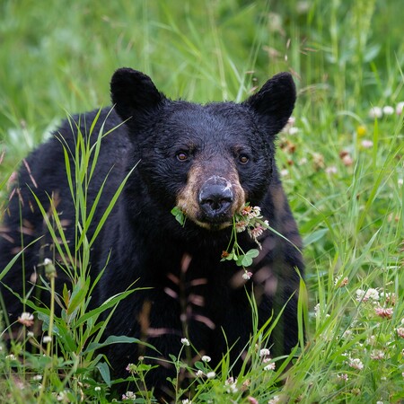 ΗΠΑ: Οικογένεια νόσησε από τριχενέλλωση αφού έφαγε μαύρη αρκούδα