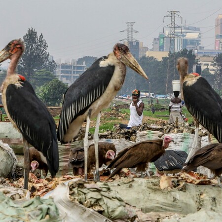 Πώς 500.000 θάνατοι μέσα σε 5 χρόνια συνδέονται με τη μείωση των γυπών στην Ινδία