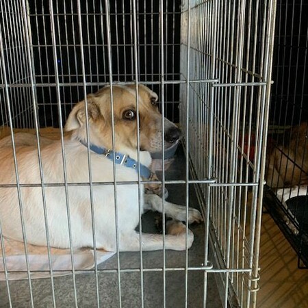 Μέσα στο κέντρο πυρόπληκτων ζώων στο ΠΑΛΑΙ Γαλατσίου 