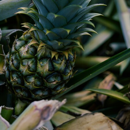 Ισπανία: Η «μανία με τον ανανά» πυροδοτεί ελπίδες για ρομαντισμό και χάος στα σούπερ μάρκετ