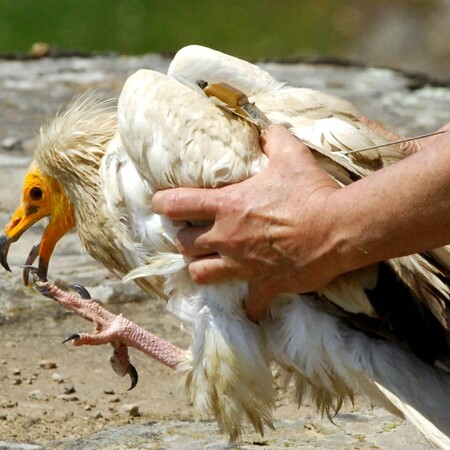 Χάθηκε ο Ίωνας, ο νεαρός Ασπροπάρης από τα Μετέωρα: Χάθηκε το σήμα από τον πομπό του
