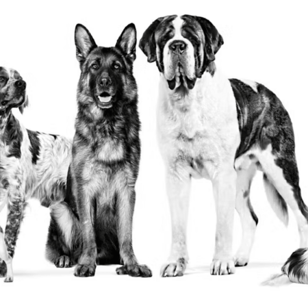 Η Σημασία της Εξατομικευμένης Διατροφής για τους Ενήλικους Σκύλους