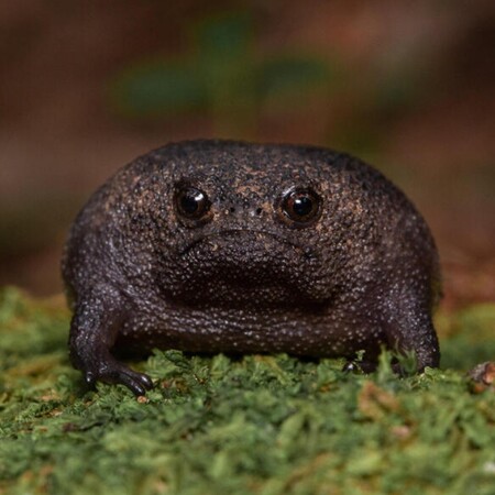 Ο «γκρινιάρης» βάτραχος που γίνεται συχνά viral στα social media