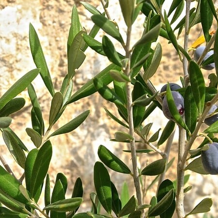 Είναι το ελαιόλαδο σε κρίση; - Τι απαντούν 4.208 παραγωγοί από τη Λακωνία ως τις ΗΠΑ