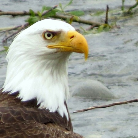 Ο φαλακρός αετός γίνεται και επίσημα το εθνικό πτηνό των ΗΠΑ