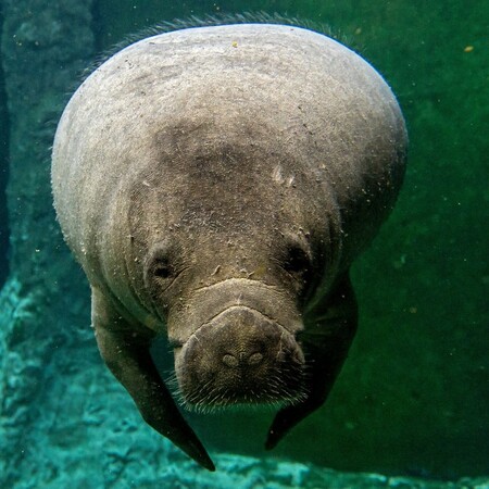 Οι μανάτοι της Φλόριντα είναι στην πραγματικότητα «επισκέπτες», σύμφωνα με την ιστορική έρευνα