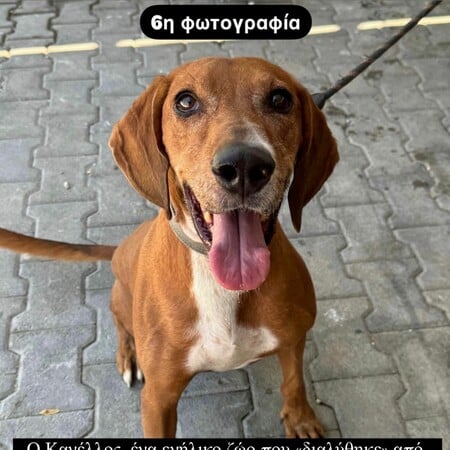 Καταγγελία Μπακογιάννη για το Καταφύγιο Αδέσποτων του δήμου Αθήνας: «Συνεχόμενοι οι θάνατοι ζώων»