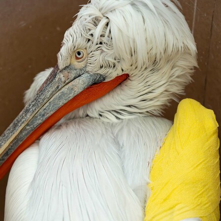 Φλώρινα: Αργυροπελεκάνος υπέστη ηλεκτροπληξία και τραυματίστηκε σοβαρά