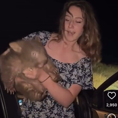 Αυστραλία: Influencer άρπαξε μωρό γουόμπατ, προκαλώντας κατακραυγή
