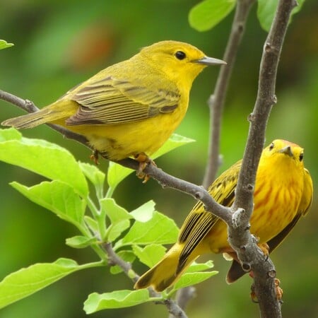  Τα πουλιά των Γκαλαπάγκος εμφανίζουν επιθετικότητα, λόγω του κυκλοφοριακού θορύβου