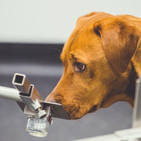 Επιστήμονες στο Λονδίνο εκπαιδεύουν σκύλους για να ανιχνεύουν βακτήρια