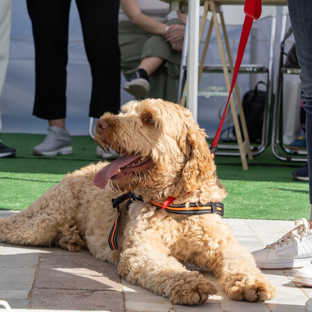To Woof Festival επιστρέφει για ένα ΣΚ γεμάτο σκυλιά και ιδιοκτήτες που τα λατρεύουν