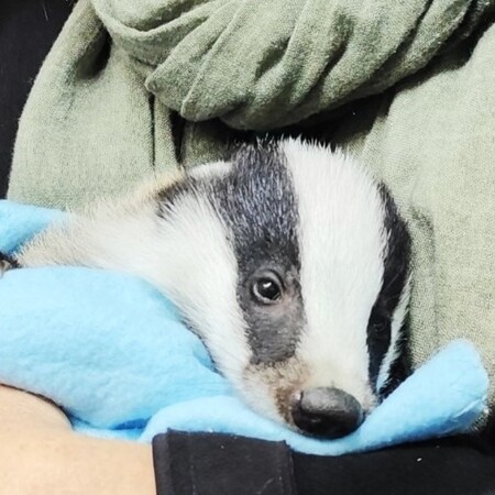 «Το βρεφοκομείο εμπλουτίζεται συνεχώς» - Τα μικρά που έφτασαν στην ΑΝΙΜΑ 