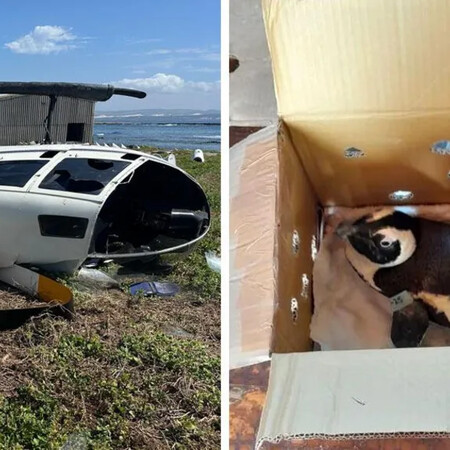 Πιγκουίνος «προκάλεσε» συντριβή ελικοπτέρου στη Νότια Αφρική