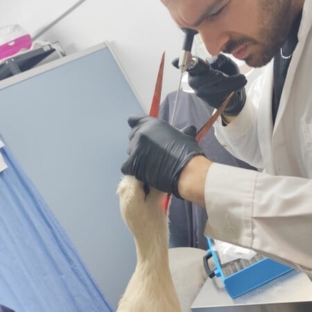 Πελαργός που κατάπιε λάστιχα διασώθηκε από την ΑΝΙΜΑ