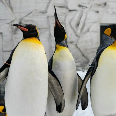 National Geographic: Πέντε «συναρπαστικά» facts για τους αυτοκρατορικούς πιγκουίνους