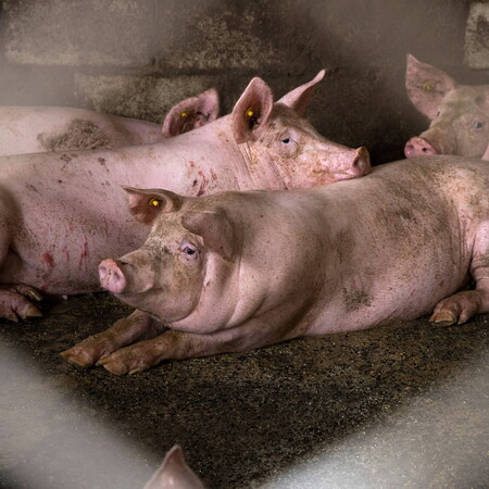 ΓΡΙΠΗ ΤΩΝ ΠΤΗΝΩΝ