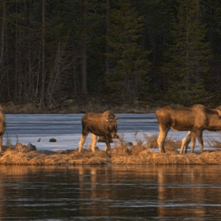 Το πιο αργό «ριάλιτι» στον κόσμο ολοκληρώθηκε μετά από 478 ώρες