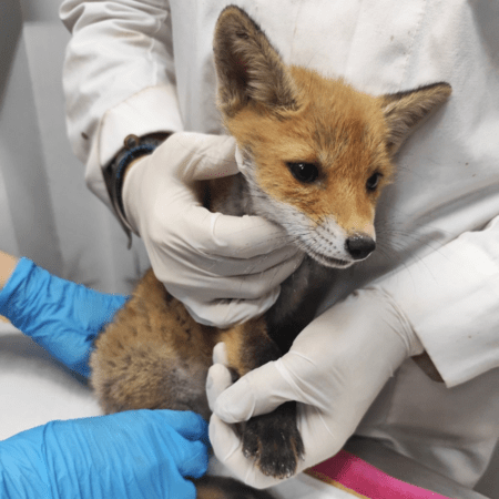 Μικρή αλεπού με σπασμένο πόδι διασώθηκε από την ΑΝΙΜΑ