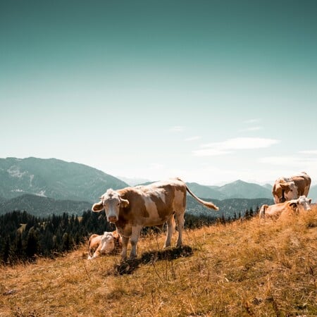 ΑΦΘΩΔΗΣ ΠΥΡΕΤΟΣ