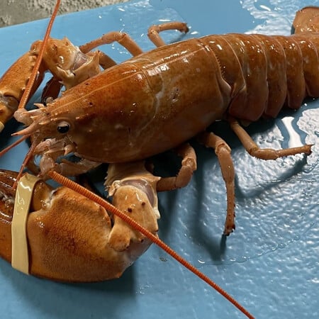 Εξαιρετικά σπάνιος «χρυσός» αστακός παραλίγο να καταλήξει στο πιάτο - «1 στα 30 εκατομμύρια»