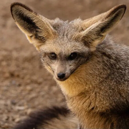 Σπάνιο είδος αφρικανικής αλεπούς με αυτιά νυχτερίδας επιστρέφει σε ζωολογικό κήπο μετά από 30 χρόνια