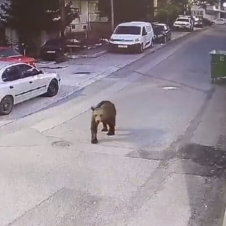 Αρκούδες εντοπίστηκαν να κυκλοφορούν σε κεντρικό δρόμο σε Κοζάνη και Γρεβενά