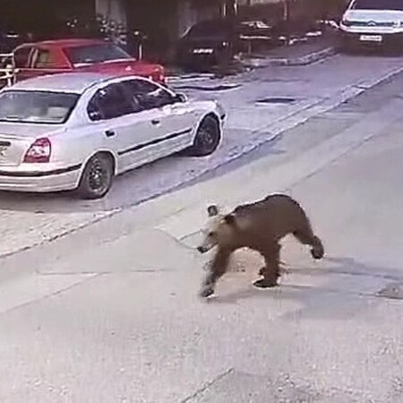 Η Καλλιστώ για τις αρκούδες κοντά σε σπίτια - Τι πρέπει να κάνουμε