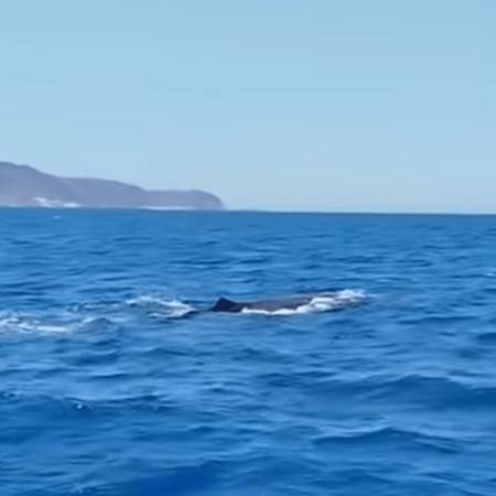Κυκλάδες: Φάλαινα φυσητήρας κολυμπά ανάμεσα σε Σίφνο και Κίμωλο