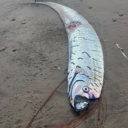 Τασμανία: Σπάνιο ψάρι «προάγγελος καταστροφών» εντοπίστηκε σε απομονωμένη παραλία