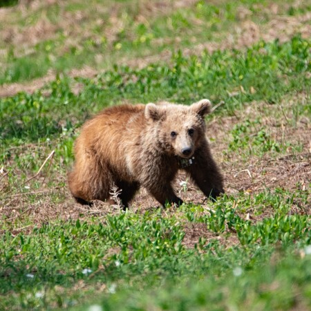 ΑΡΚΟΥΔΑ ΜΑΡΘΑ ΑΡΚΤΟΥΡΟΣ