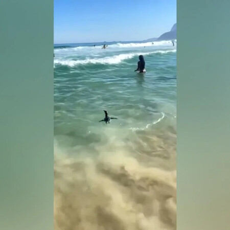 Βραζιλία: Πιγκουίνος κολυμπά με τους λουόμενος σε παραλία του Ρίο ντε Τζανέιρο 