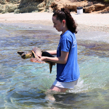 Χελώνες Καρέττα: Ξεκίνησε πιο νωρίς από ποτέ η περίοδος εκόλλαψης - Τι να κάνετε εάν τις συναντήσετε